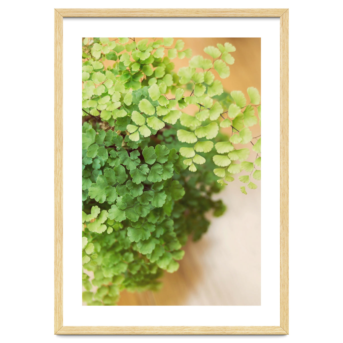 Maidenhair Queen