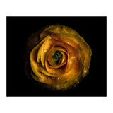 Backyard Flowers No 72 Color Version (Print Only) thumbnail