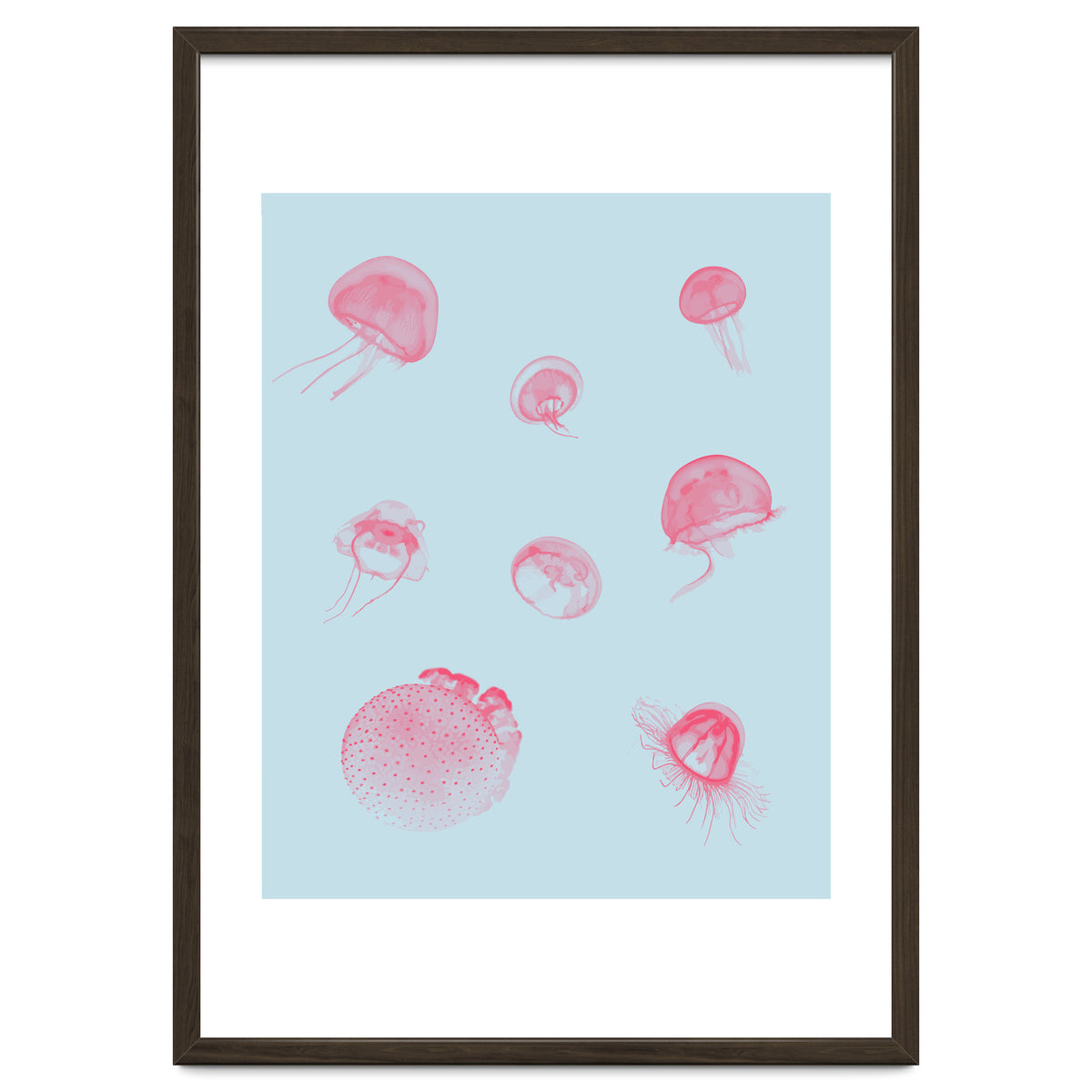 Jellyfish