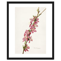 Royal Charles Steadman – Peach (Prunus persica) (1924)