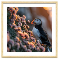 Puffin Bird On Rocks Near Pink Flowers At Sunset