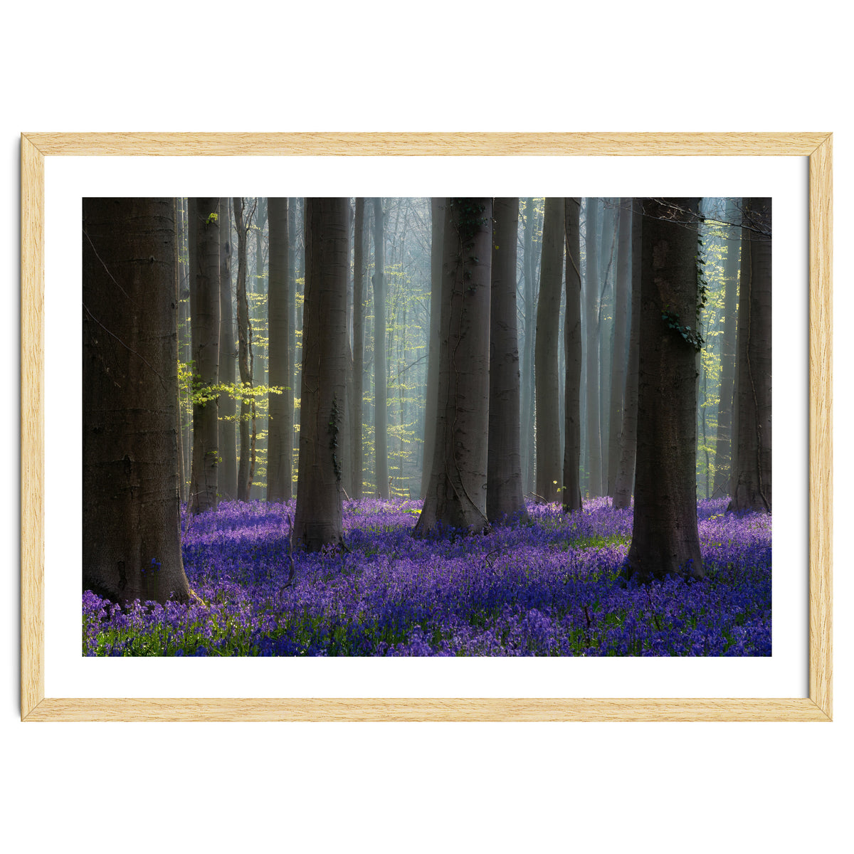 Bluebell forest