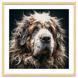 Old Dog 01 thumbnail
