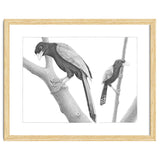 Yucatan Jays thumbnail