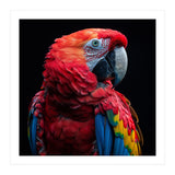 Scarlet Macaw Parrot Close Up Portrait  (Print Only) thumbnail
