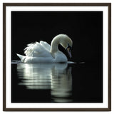 Elegant Swan Floating Gracefully On Dark Water thumbnail