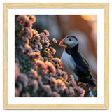 Puffin Bird On Rocks Near Pink Flowers At Sunset thumbnail
