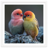 Pair Of Lovebirds Sitting On Rocks thumbnail