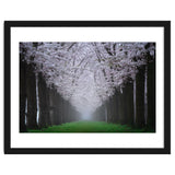 Cherry trees in the fog thumbnail