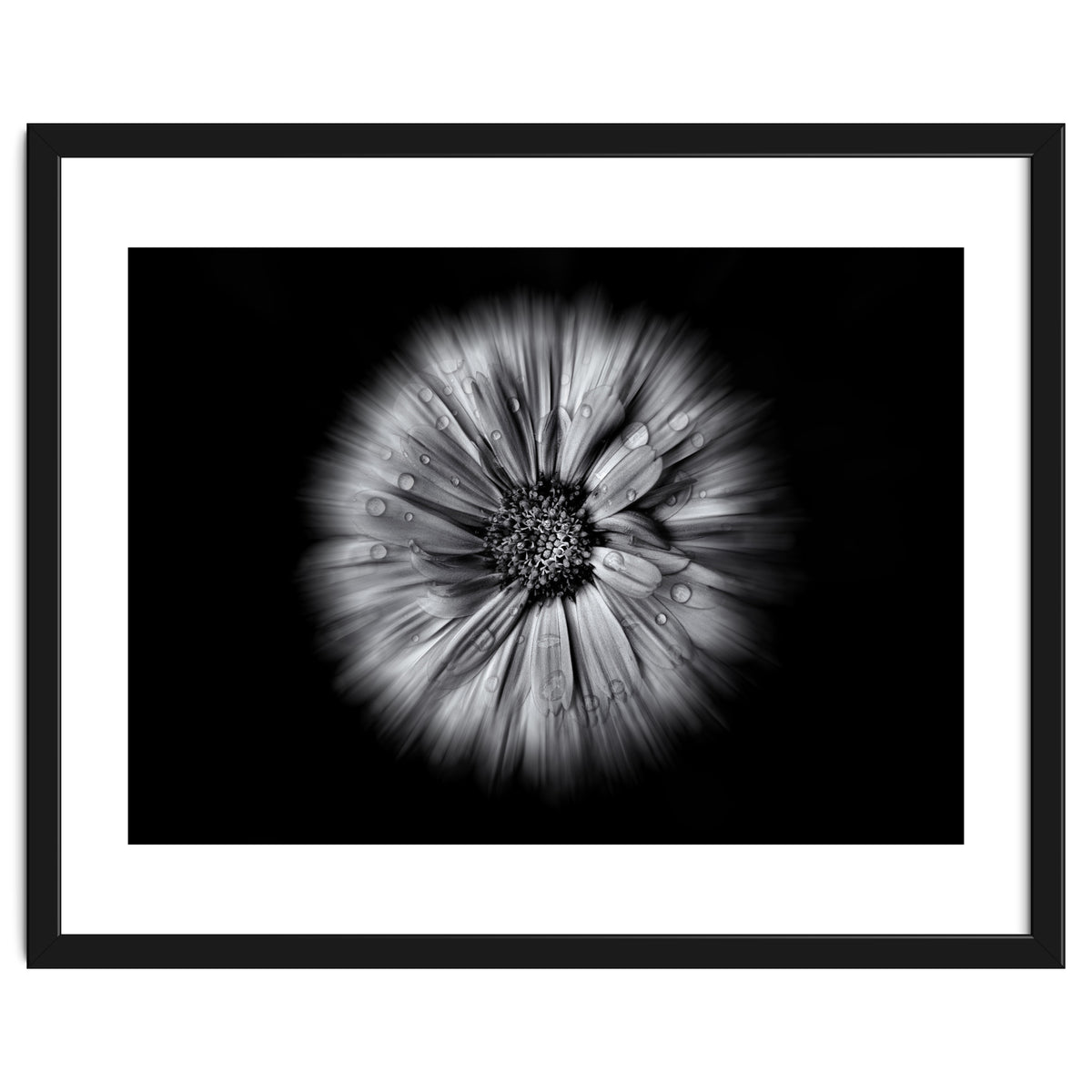 Backyard Flowers In Black And White No 10 Flow Version