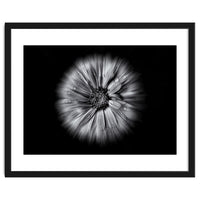 Backyard Flowers In Black And White No 10 Flow Version