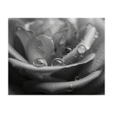 Ethereal Monochromatic Rose Petal Macro (Print Only) thumbnail