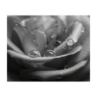 Ethereal Monochromatic Rose Petal Macro (Print Only)