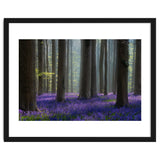 Bluebell forest thumbnail
