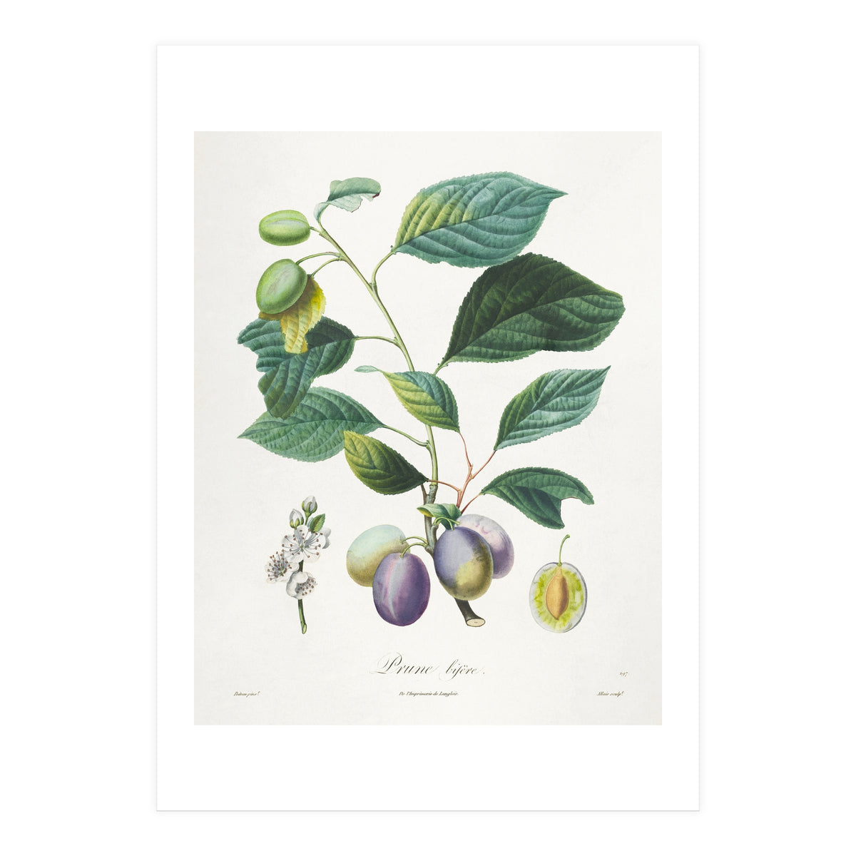 Henri-Louis Duhamel du Monceau – Prune Bifère (1808–1835) (Print Only)