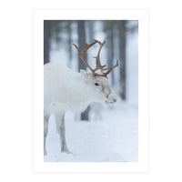 Portrait of a reindeer (Print Only)