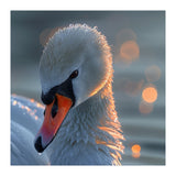 Close Up Of A Swan With Water Droplets (Print Only) thumbnail