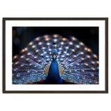 Close Up Peacock Showing Its Beautiful Feathers thumbnail