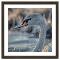 Close Up Of A Swan Covered In Frost