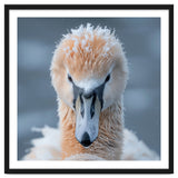 Majestic Swan Covered In Frost And Snow thumbnail