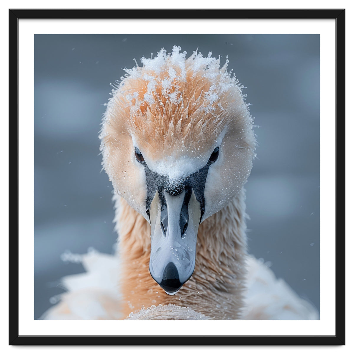 Majestic Swan Covered In Frost And Snow