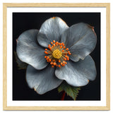 Hellebore | Silver Magic thumbnail