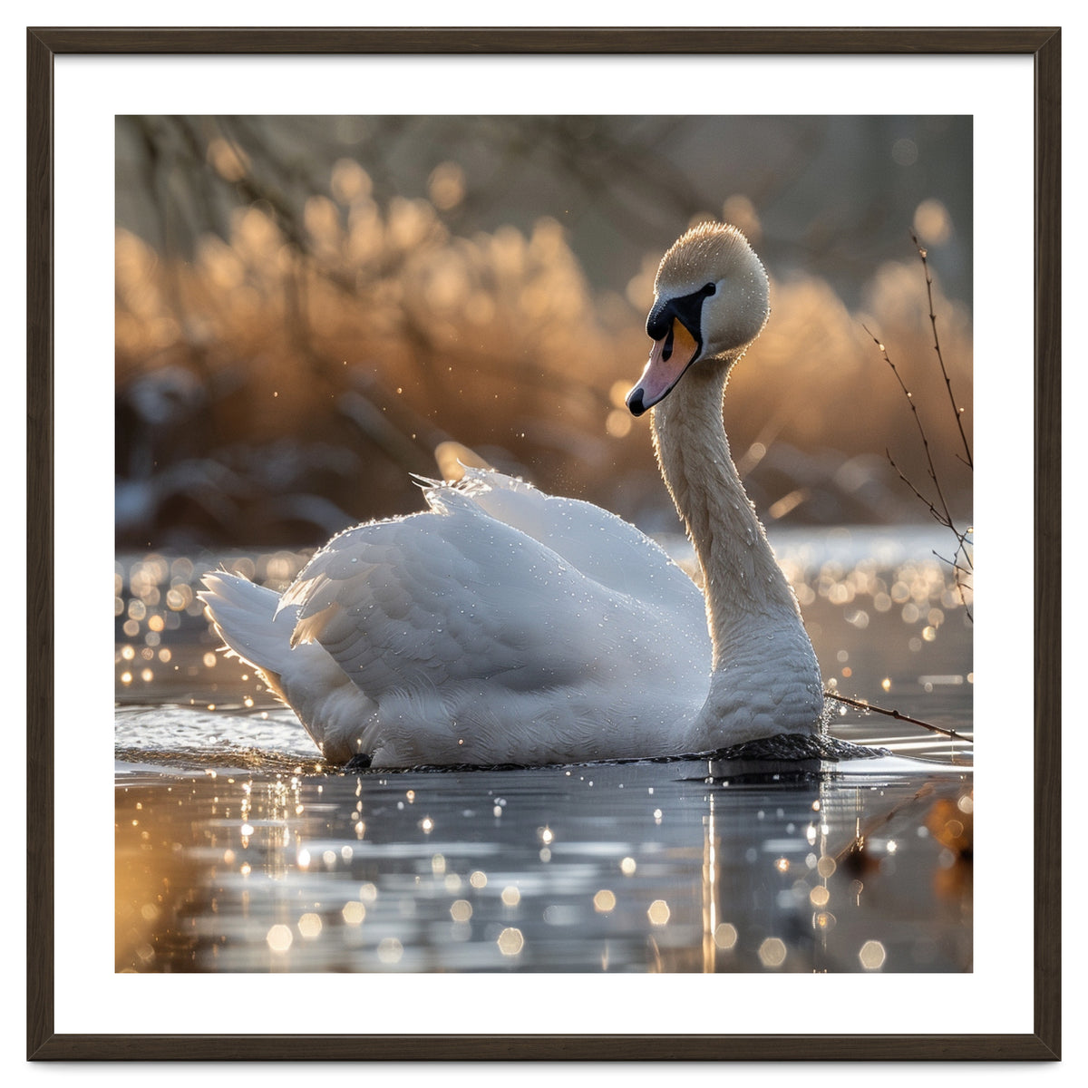 Majestic Swan On Calm Water During Sunset Nature Scene