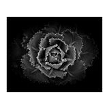 Backyard Flowers In Black And White No 101 (Print Only) thumbnail