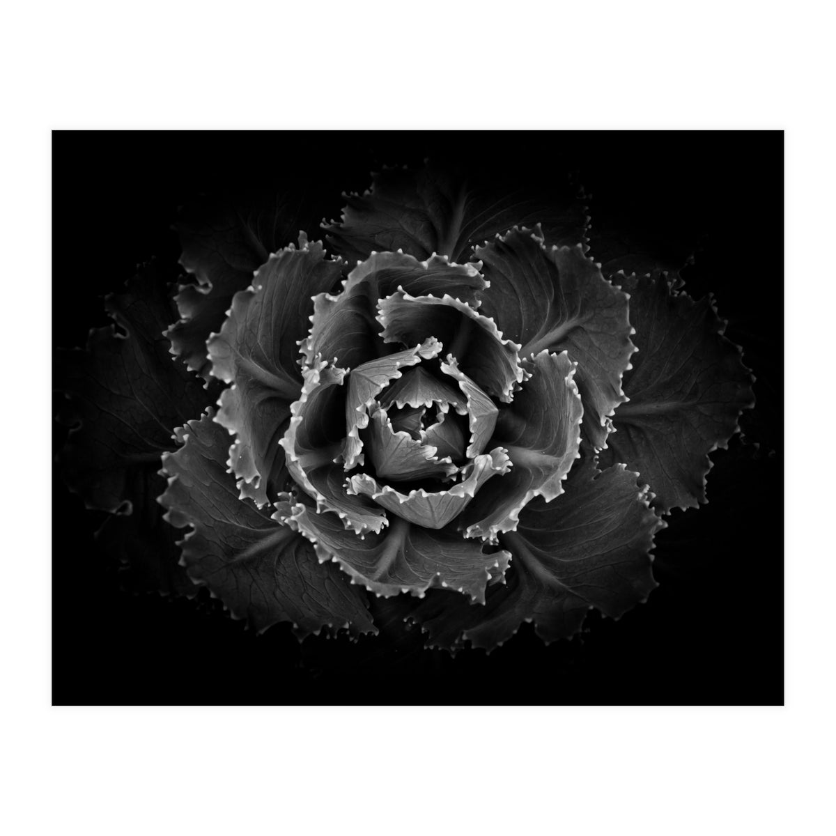 Backyard Flowers In Black And White No 101 (Print Only)