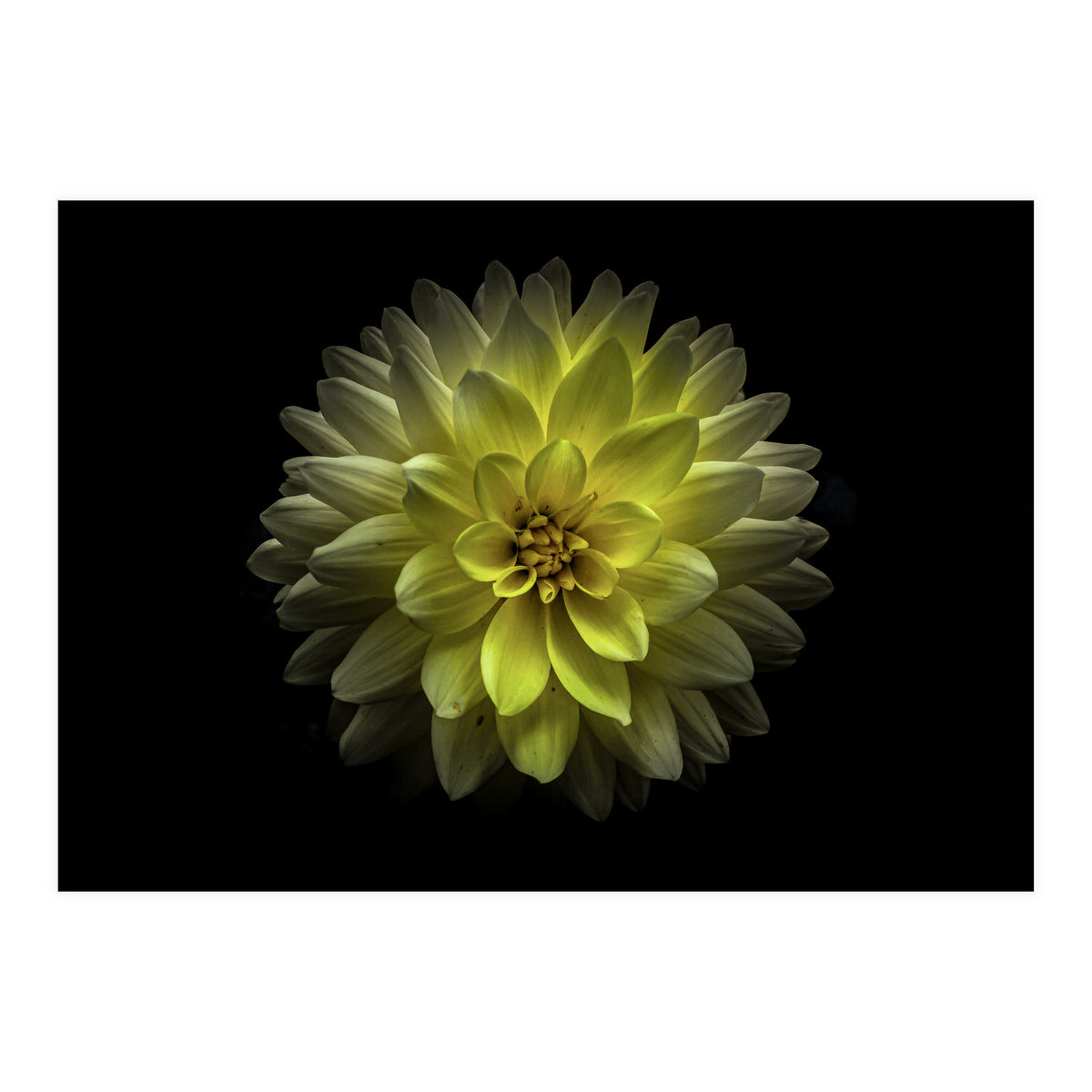 Backyard Flowers No 128 Color Version (Print Only)