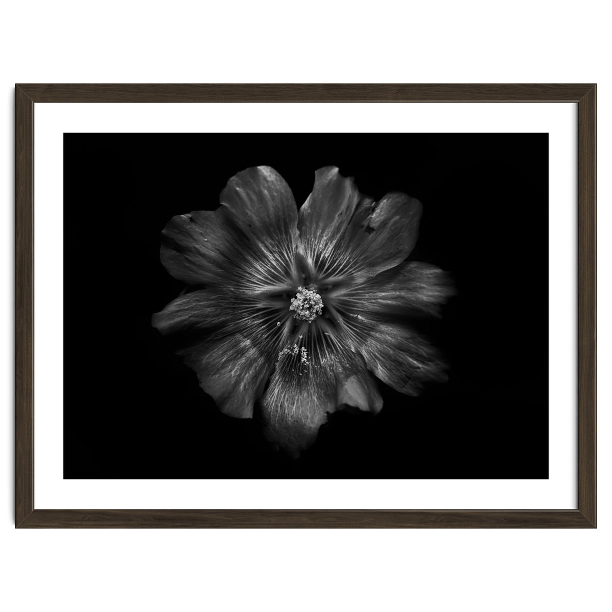Backyard Flowers In Black And White 22