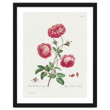 John Edwards – Larger Provence Rose (1770–1775) thumbnail