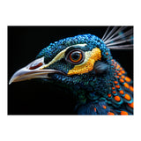 Close Up Of A Peacock Bird Head Eye (Print Only) thumbnail