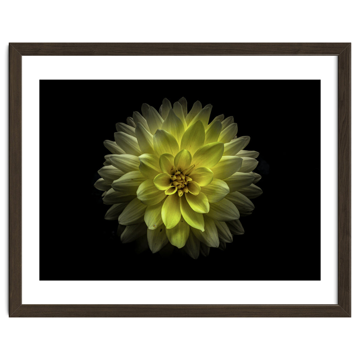 Backyard Flowers No 128 Color Version