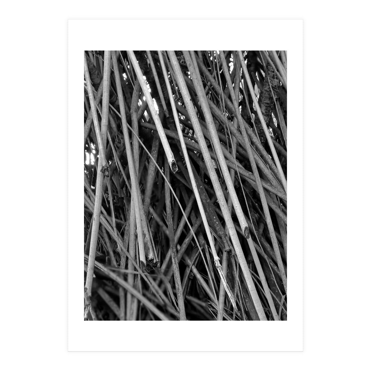 Black Tectorius Plant Shoots Art (Print Only)