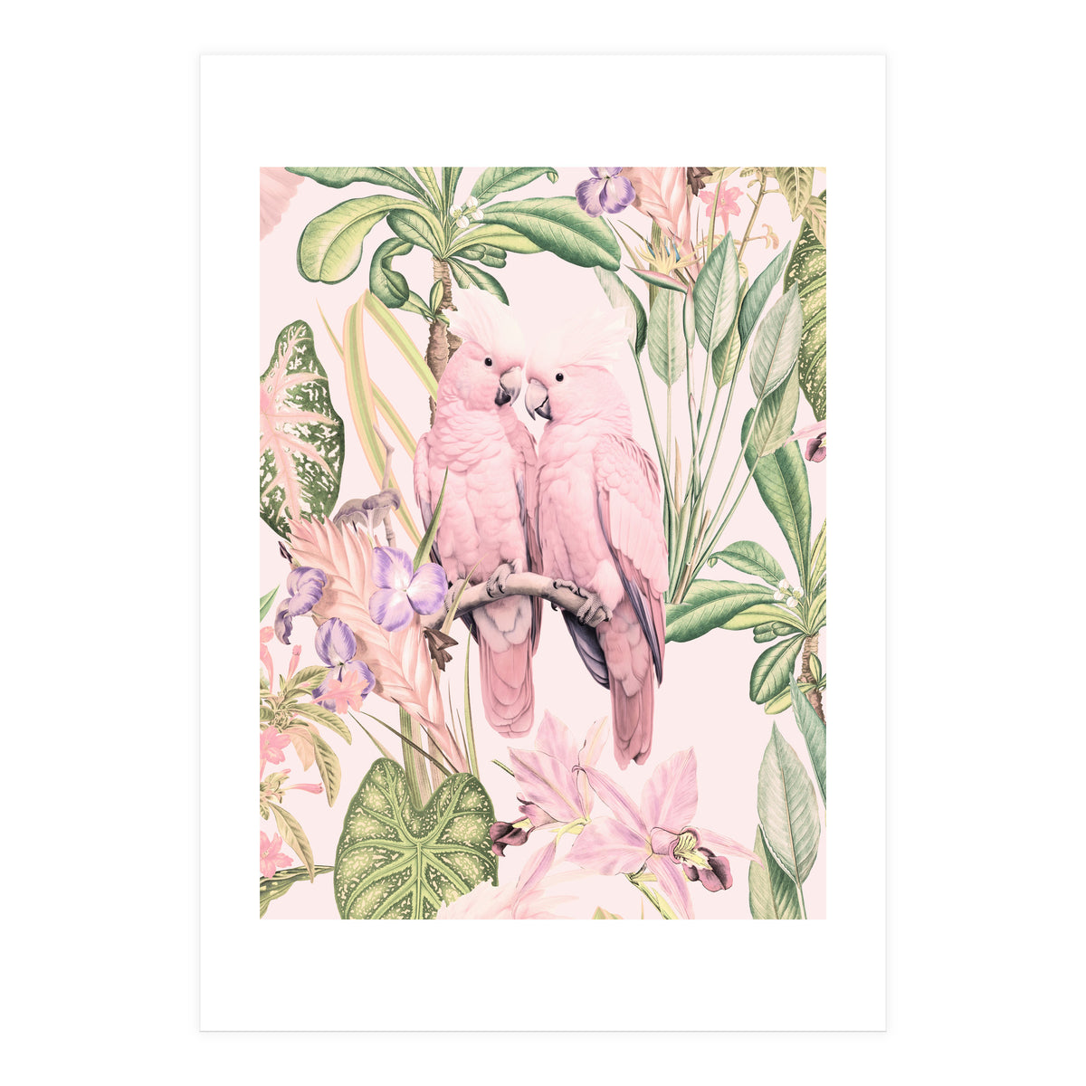 Pink Cockatoos in Love (Print Only)