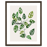 Monstera Obliqua Plant thumbnail