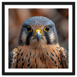 Close Up Kestrel Falcon Bird Portrait Majestic thumbnail