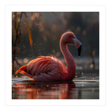 Pink Flamingo Swimming In Sunlight Water (Print Only) thumbnail