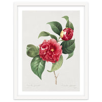 Pierre-Joseph Redouté – Finest Flowers and Fruits (1833)