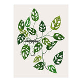 Monstera Obliqua Plant (Print Only) thumbnail