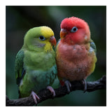 Two Lovebirds Sitting Together On A Branch (Print Only) thumbnail