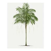 Oswald de Kerchove de Denterghem – Vintage Palm Tree Illustration (1878) (Print Only)