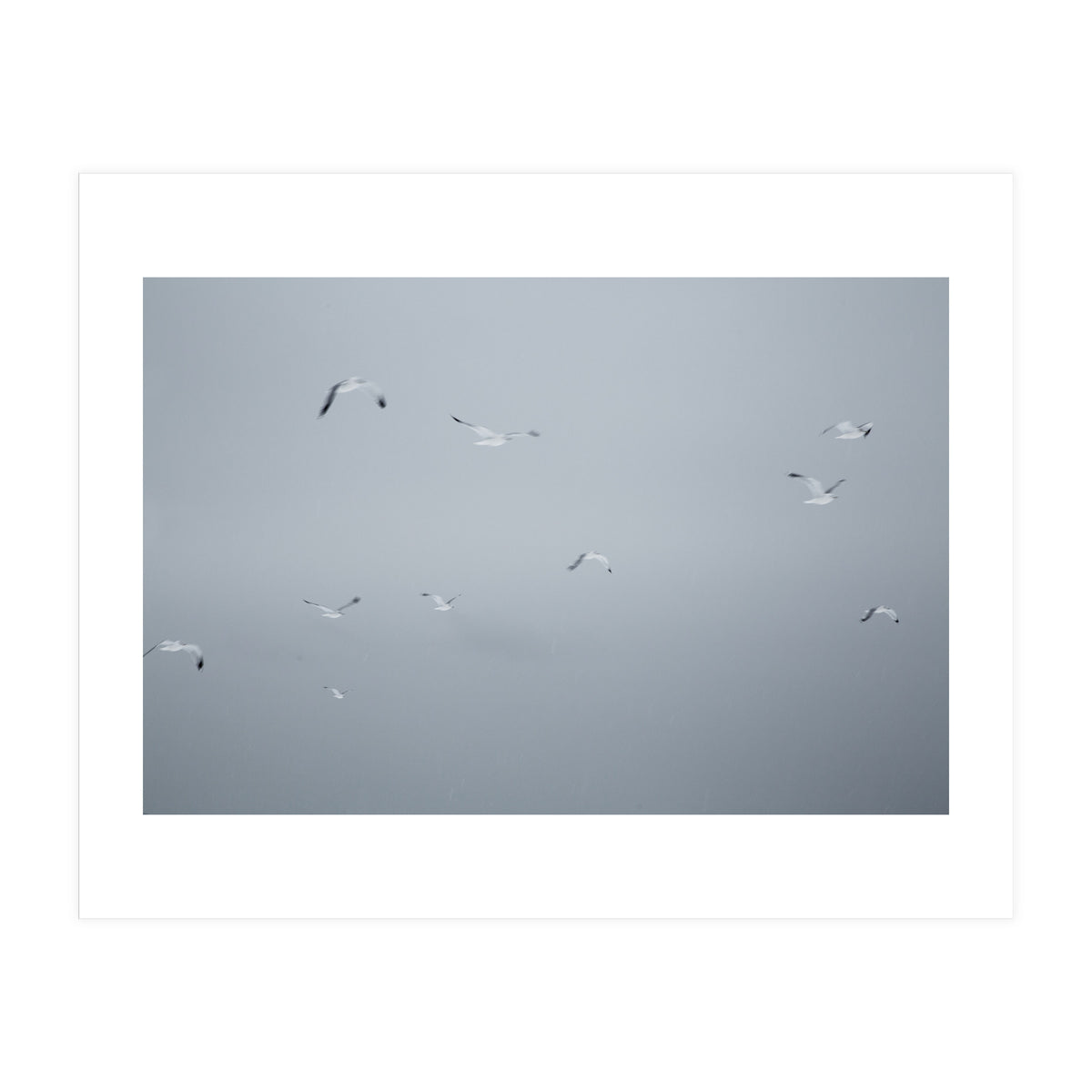 Flying seagulls in the winter sky (Print Only)