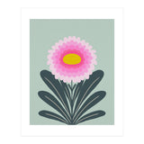 Chrysanthemum - turquoise and pink (Print Only) thumbnail
