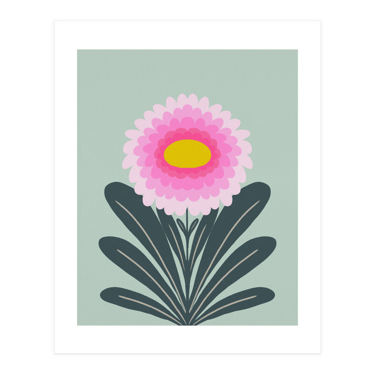 Chrysanthemum - turquoise and pink (Print Only)