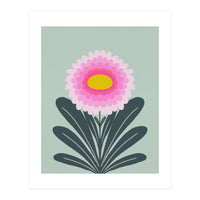 Chrysanthemum - turquoise and pink (Print Only)