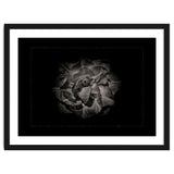 Backyard Flowers In Black And White No 81 with Border thumbnail