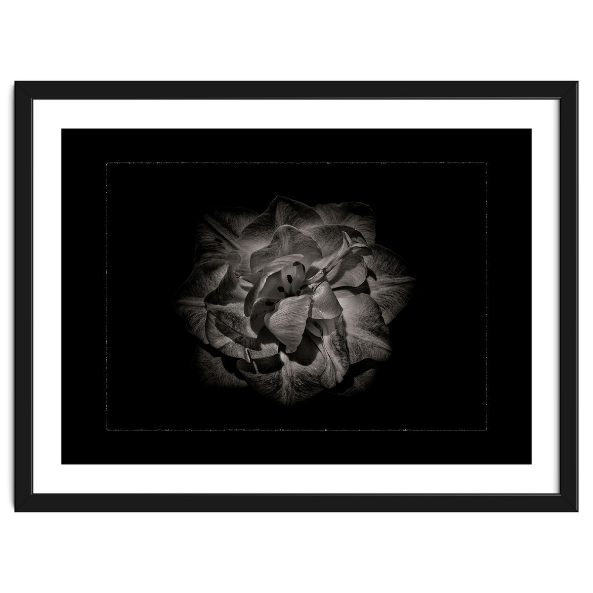Backyard Flowers In Black And White No 81 with Border