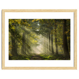 Sunrays in a Dutch forest thumbnail